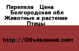 Перепела › Цена ­ 500 - Белгородская обл. Животные и растения » Птицы   